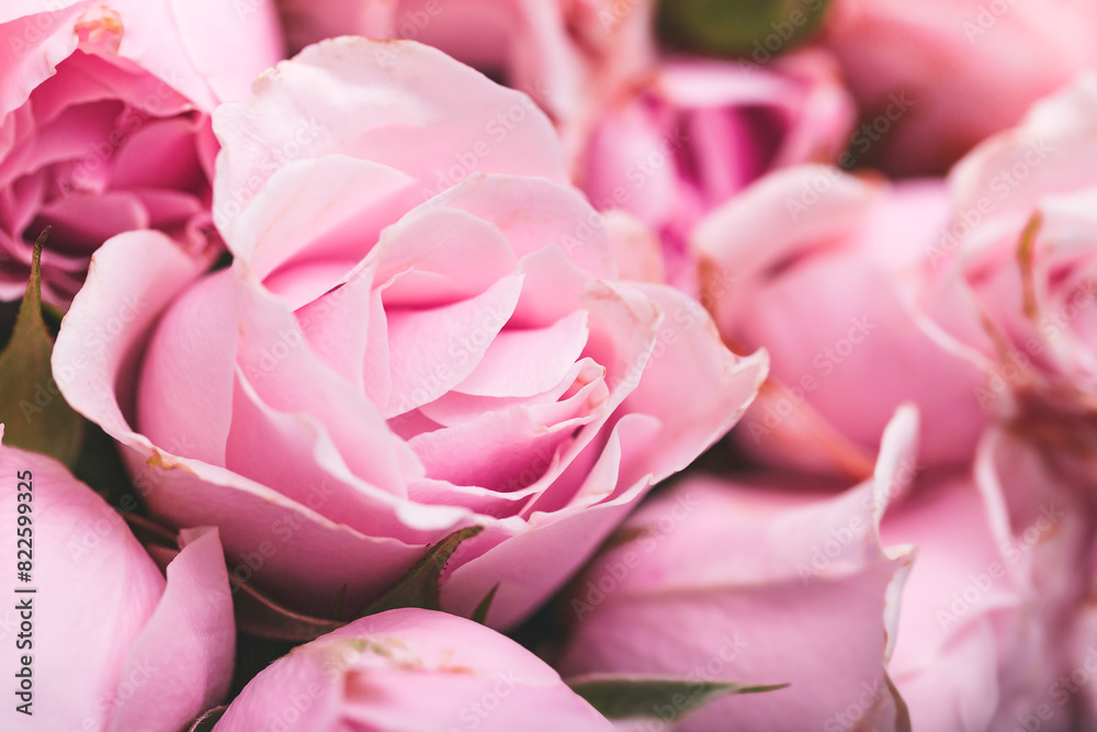 Obraz premium Beautiful pink roses card, closeup