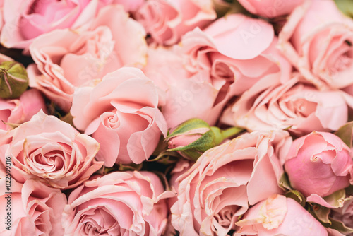 Beautiful pink roses card  closeup