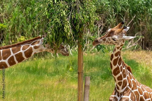 Photography a pair of giraffe in the zoo
