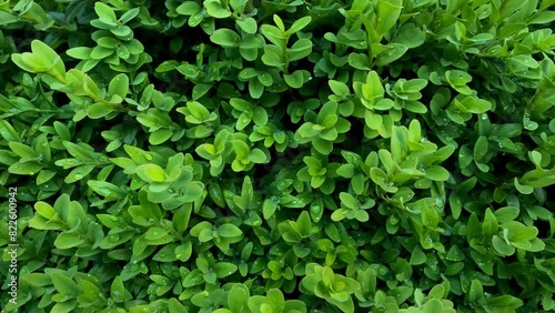 Wallpaper Mural green leaves with droplets of water. Fresh green leaves Torontodigital.ca