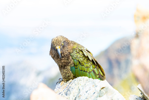 New Zealand bird the alpine parrot called the Kea in Mt Cook National Park