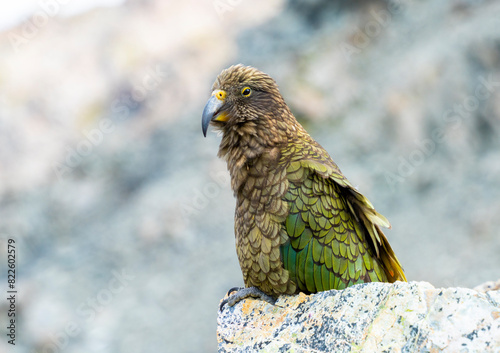 New Zealand bird the alpine parrot called the Kea in Mt Cook National Park photo