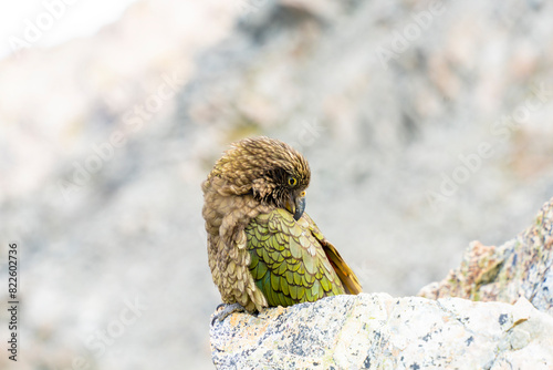 New Zealand bird the alpine parrot called the Kea in Mt Cook National Park