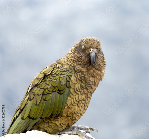 New Zealand bird the alpine parrot called the Kea in Mt Cook National Park