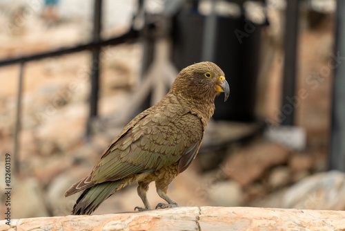 New Zealand bird the alpine parrot called the Kea in Mt Cook National Park photo