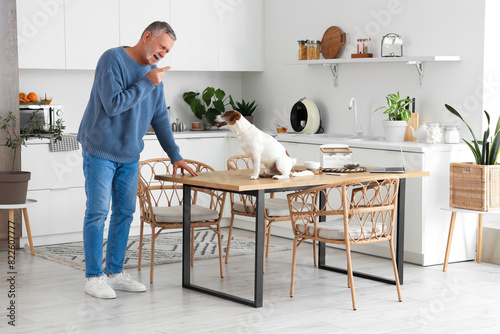 Angry mature man scolding Jack Russell terrier on table in kitchen photo