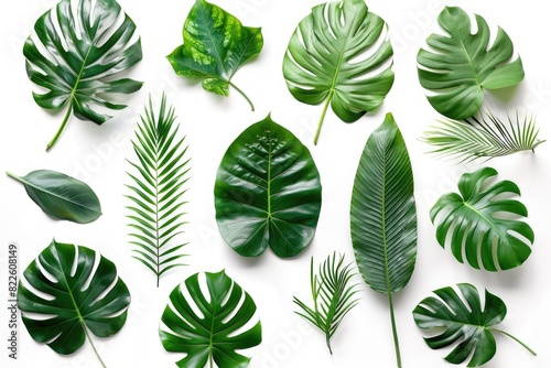 Tropical Leaves Isolated. Various Monstera, Palm, and Plant Green Leaves on White Background