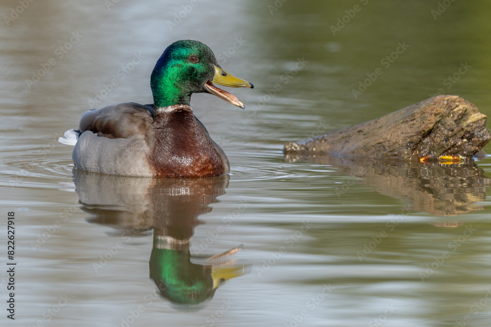 Obraz premium Male mallard duck (Anas platyrhynchos) swimming by opening its beak at the edge of a river in spring