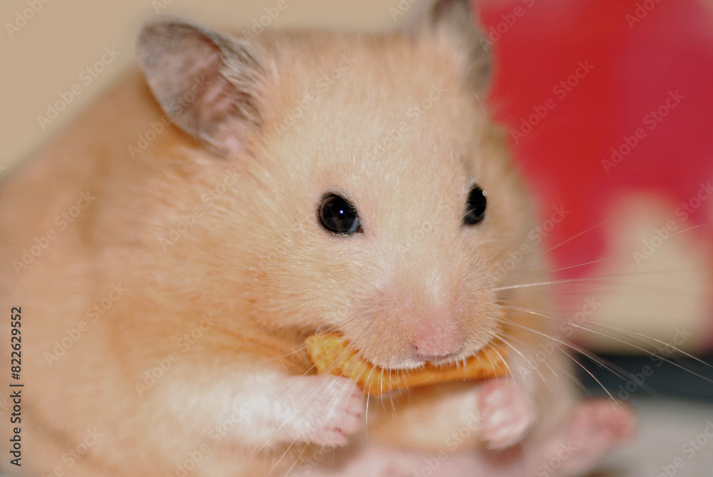 Close-up of a golden hamster eating a snack Close-up of a golden hamster eating a snack