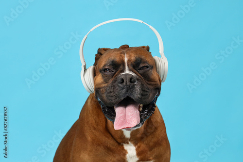 Cute Boxer dog with headphones on blue background  closeup