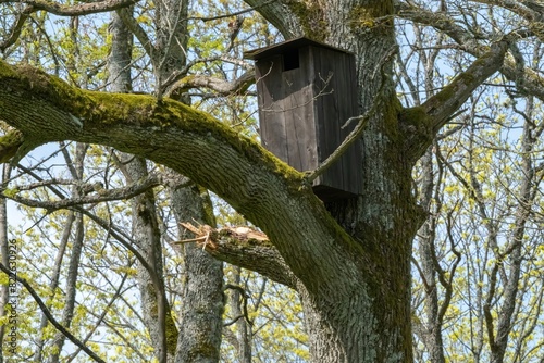 Serene Birdhouse Amidst Tranquil Forest Landscape