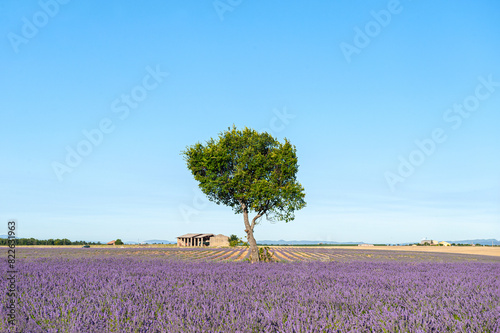 Wallpaper Mural Lavender field Summer sunset landscape Torontodigital.ca