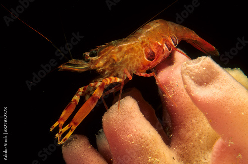 Twoclaw shrimp Gambero striato, Shrimp, crevette, Brachycarpus biunguiculatus, Crustacea, Decapoda on sponge, Haliclona cratera, Porifera. Capo Caccia, Alghero, Sardinia photo