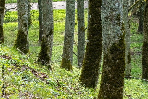 Moss-Covered Trees in Spring Forest