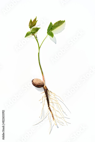 Sapling of a young walnut with roots isolated on a white background