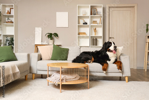 Cute Bernese mountain dog l...