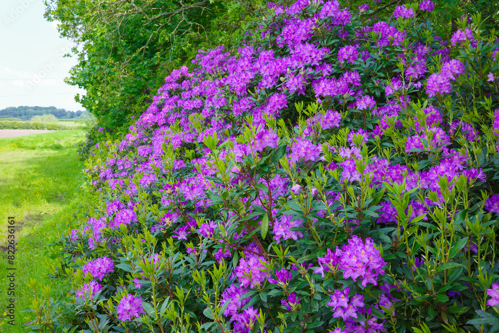 Obraz premium Rhododendrons blooming purple flowers in a lush, green countryside setting under a clear blue sky.