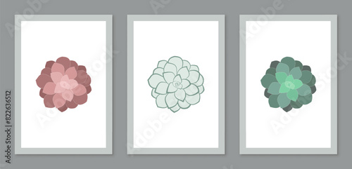 Minimalist succulents wall art in top view. Set of 3 Echeveria desmetiana illustrations in different colors isolated on a white background
