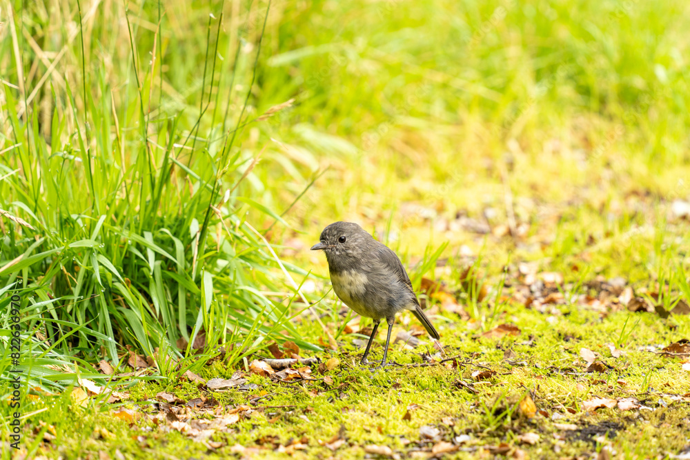 Obraz premium Small grey and white bird on the ground in New Zealand Fiordland National Park