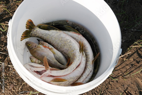 freshly caught fish in a white bucket