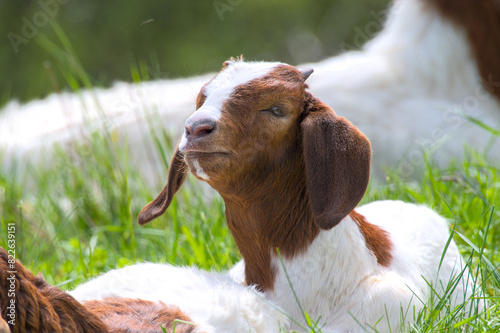 portrait of an adorable, cute young boer goat, goatling, close up photo