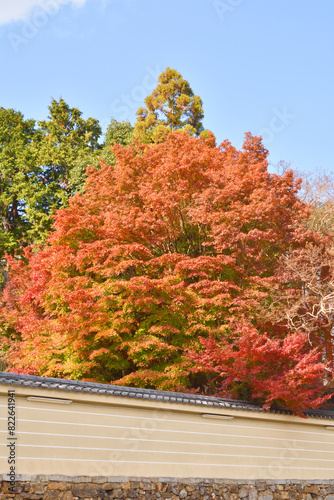 実相院門跡の紅葉 photo