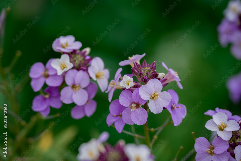 photo of spring flowers in the park photo of spring flowers in the park
