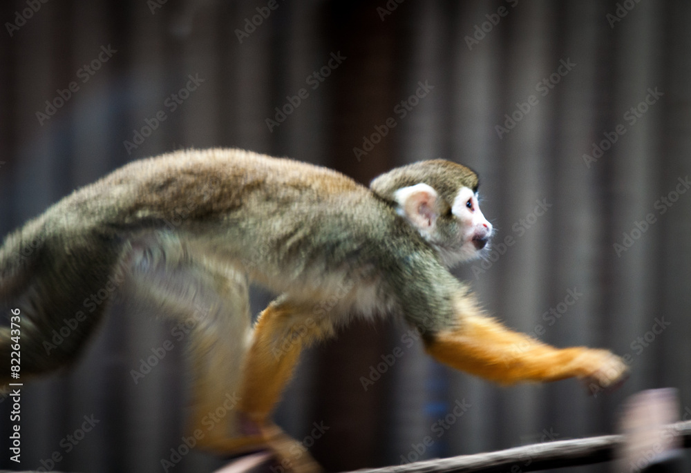 Fototapeta premium Saimiri (squirrel) monkey walking on a rope