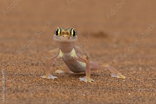 Namib sand (web footed) gecko (Pachydactylus rangei) photo