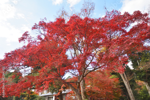 実相院門跡の紅葉 photo