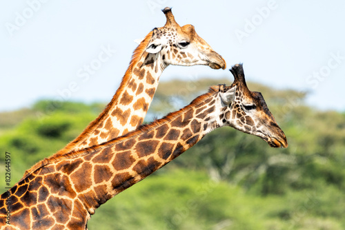 Africa, Tanzania. Two male giraffe prepare to neck in order to show dominance. photo