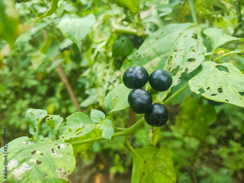 a close up of solanum americanum