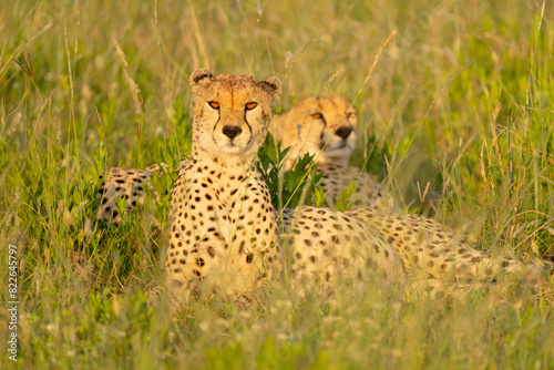 Africa, Tanzania. A pair of cheetahs with full bellies rest in the long grass, photo