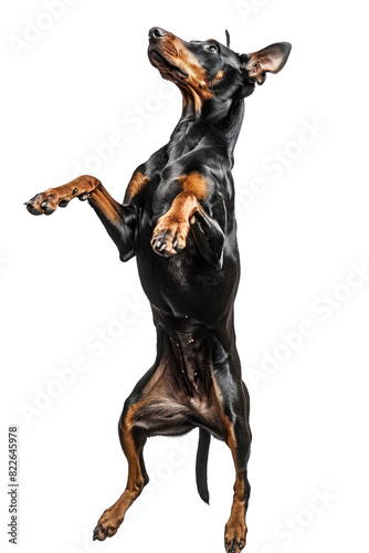Black and tan dog standing on its hind legs, looking up with its paws outstretched.