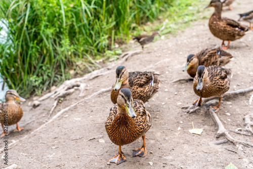 Wild mallard ducks eating corn next to a pond