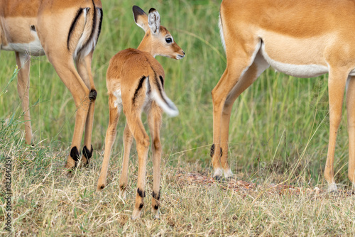 Africa, Tanzania. A baby impala stands with two adults. photo