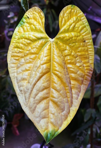 Closeup of the yellowing love-shaped leaf of Anthurium Luxurians, a popular tropical plant photo