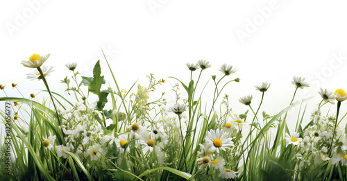 Fototapeta Naklejka Na Ścianę i Meble -  grass and flowers grassland outdoors nature