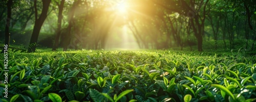 Sunrise over lush green tea plantation with dewdrops on leaves