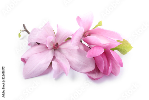 Beautiful pink magnolia flowers isolated on white © New Africa