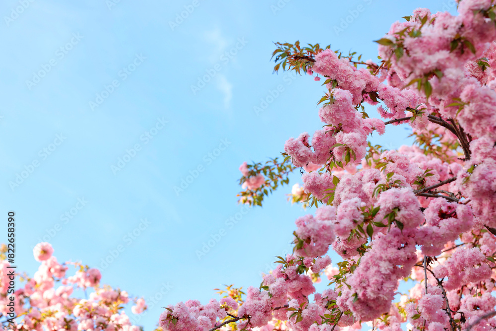 Beautiful blossoming sakura tree with pink flowers against blue sky, space for text. Spring season