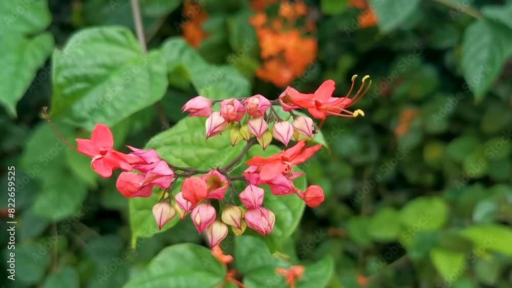 Tropical tree bush with red pink flowers flower Mexico. Tropical tree bush with red pink flowers flower Mexico.