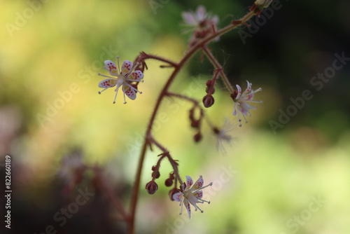 Saxifraga x geum skalnica kuklikowata