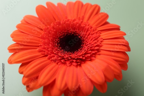 Beautiful red gerbera flower on pale green background  closeup