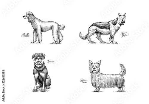 Poodle, German shepherd, rottweiler, yorkshire terrier. Dogs In This Drawing. Different breeds of domestic animals. Puppy characters. Engraved hand drawn monochrome sketch. Vintage line art.