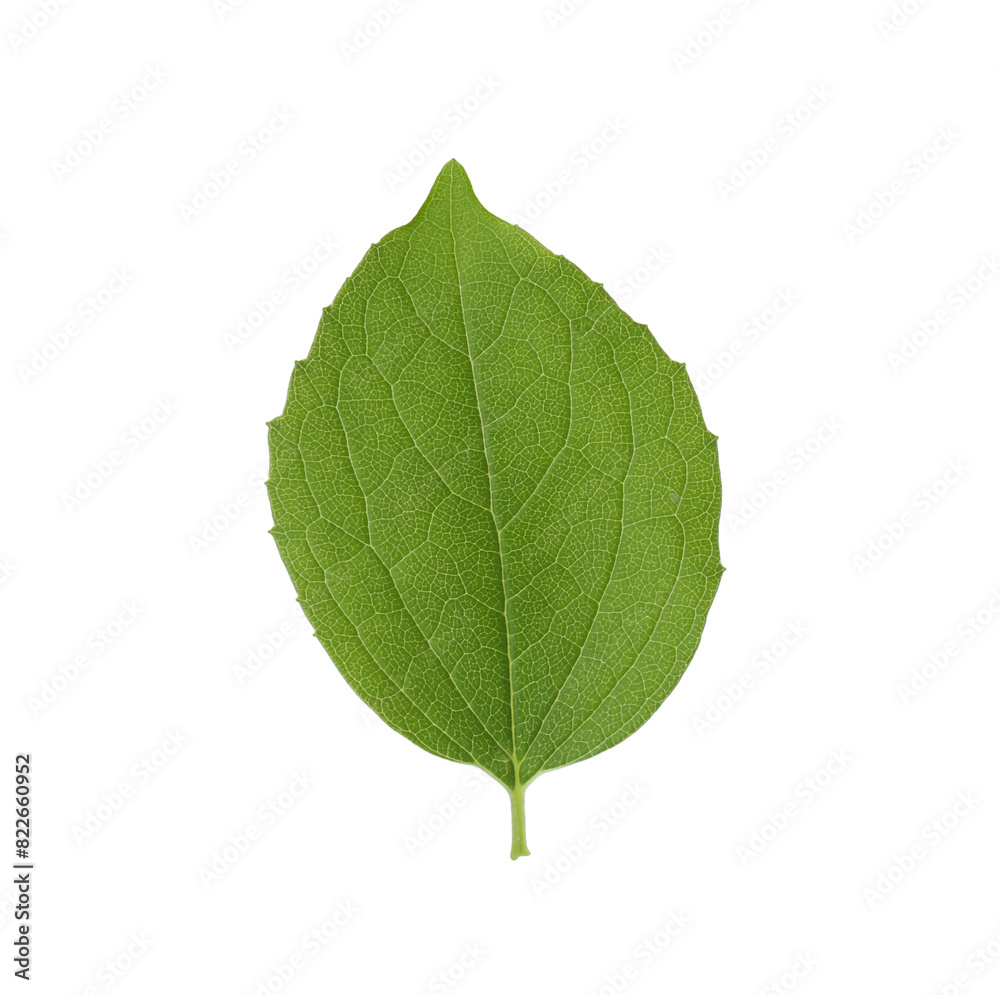 Obraz premium Fresh green jasmine leaf isolated on white, top view