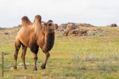 Asia, Mongolia, Eastern Gobi Desert. A Bactrian camel in the grassland of the Eastern Gobi Desert. photo
