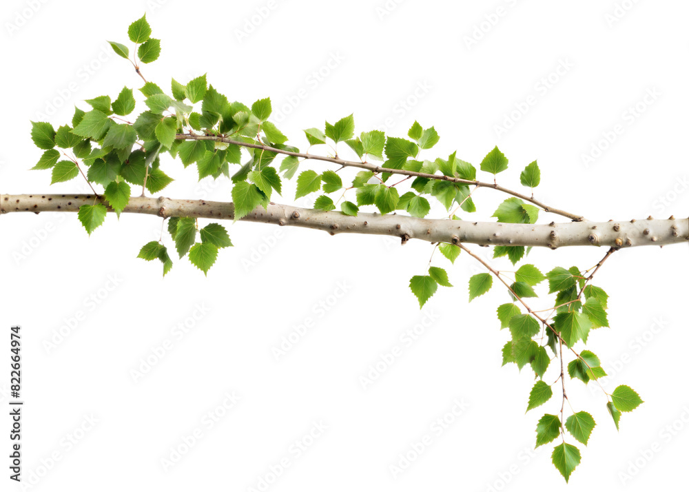 A branch with green leaves is shown on a transparent background A branch with green leaves is shown on a transparent background
