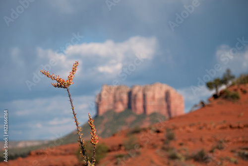 Flowering ocotillo and red rocks of Sedona, Arizona