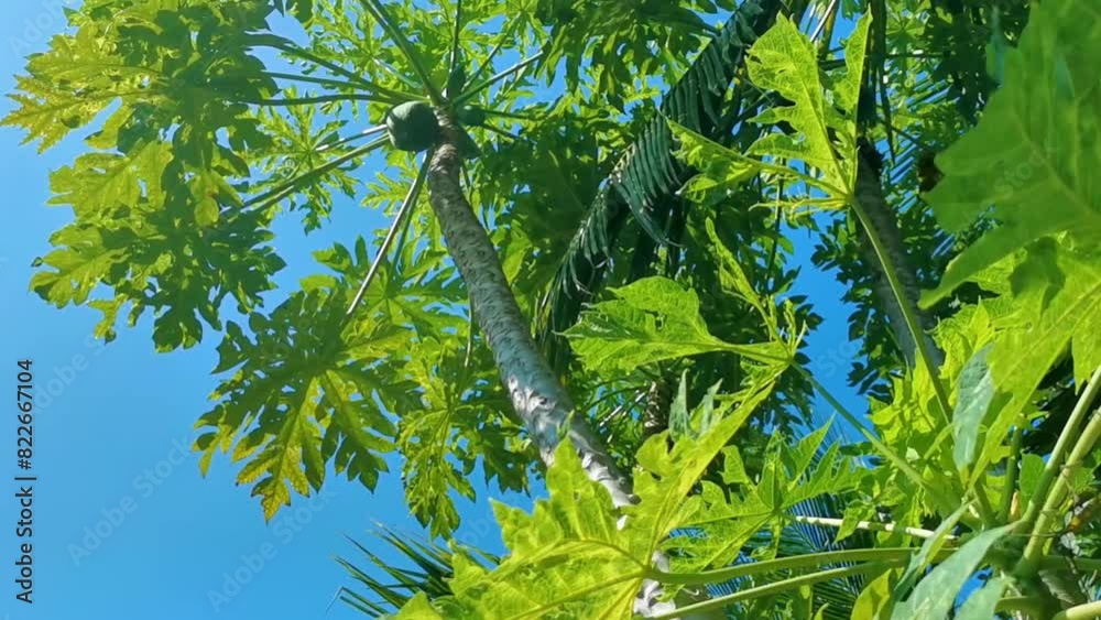Beautiful papaya tree in tropical nature in Puerto Escondido Mexico. Beautiful papaya tree in tropical nature in Puerto Escondido Mexico.